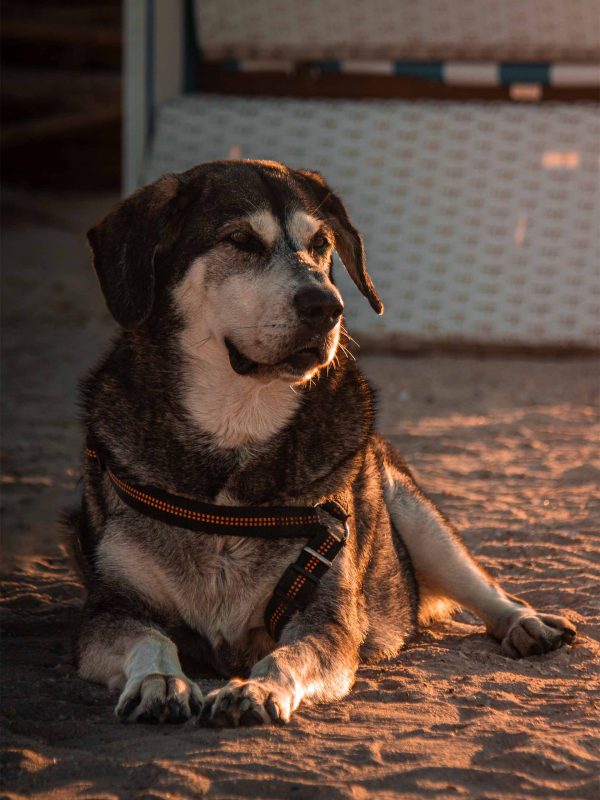 Strandhund Mila - Fotografiert von Max Flämig